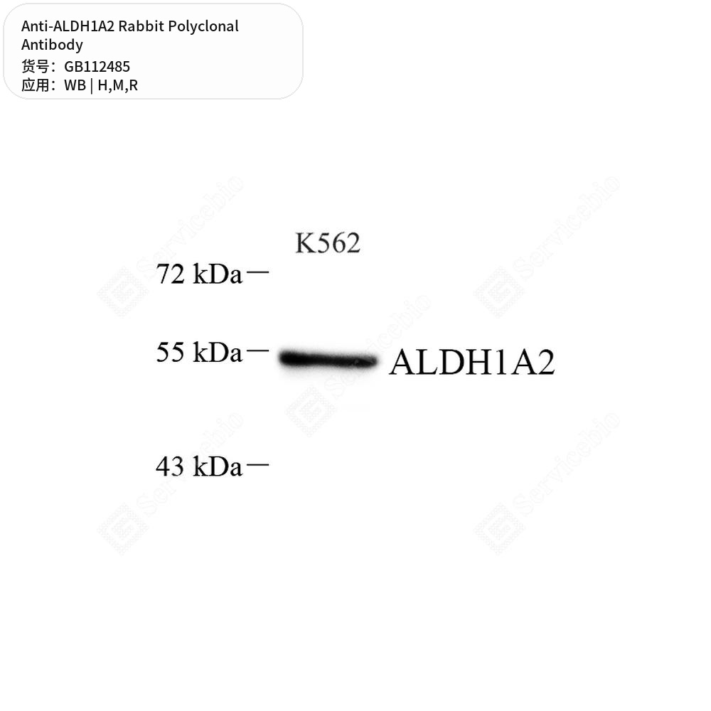 Антитела первичные, поликлональные кролика к ALDH1A2 крысы, мыши, человека, 100 мкл