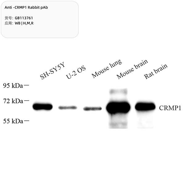 Антитела первичные, поликлональные, CRMP1, 100 мкл