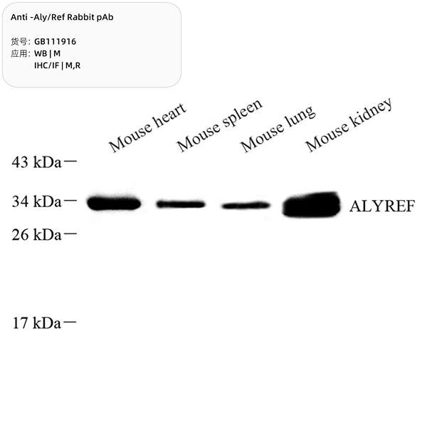 Антитела первичные, поликлональные, Aly/Ref, 100 мкл