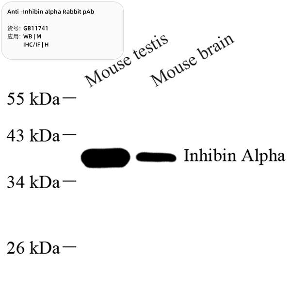 Антитела первичные, поликлональные, Inhibin alpha, 100 мкл
