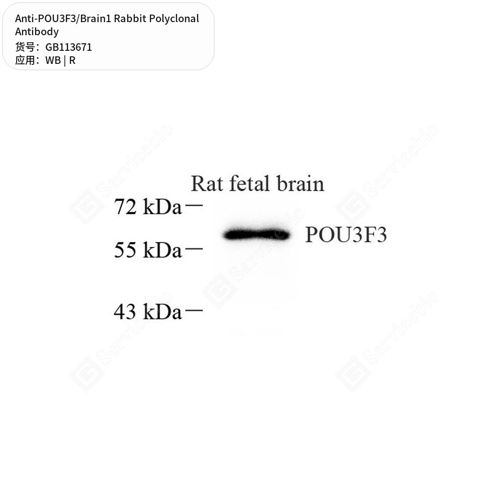 Антитела первичные, поликлональные кролика к POU3F3/Brain1 крысы, 100 мкл