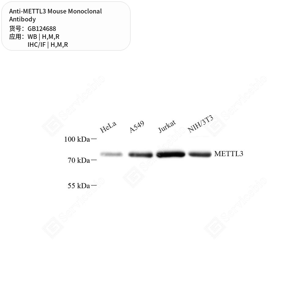 Антитела первичные, моноклональные мыши к METTL3 крысы, мыши, человека, 50 мкл