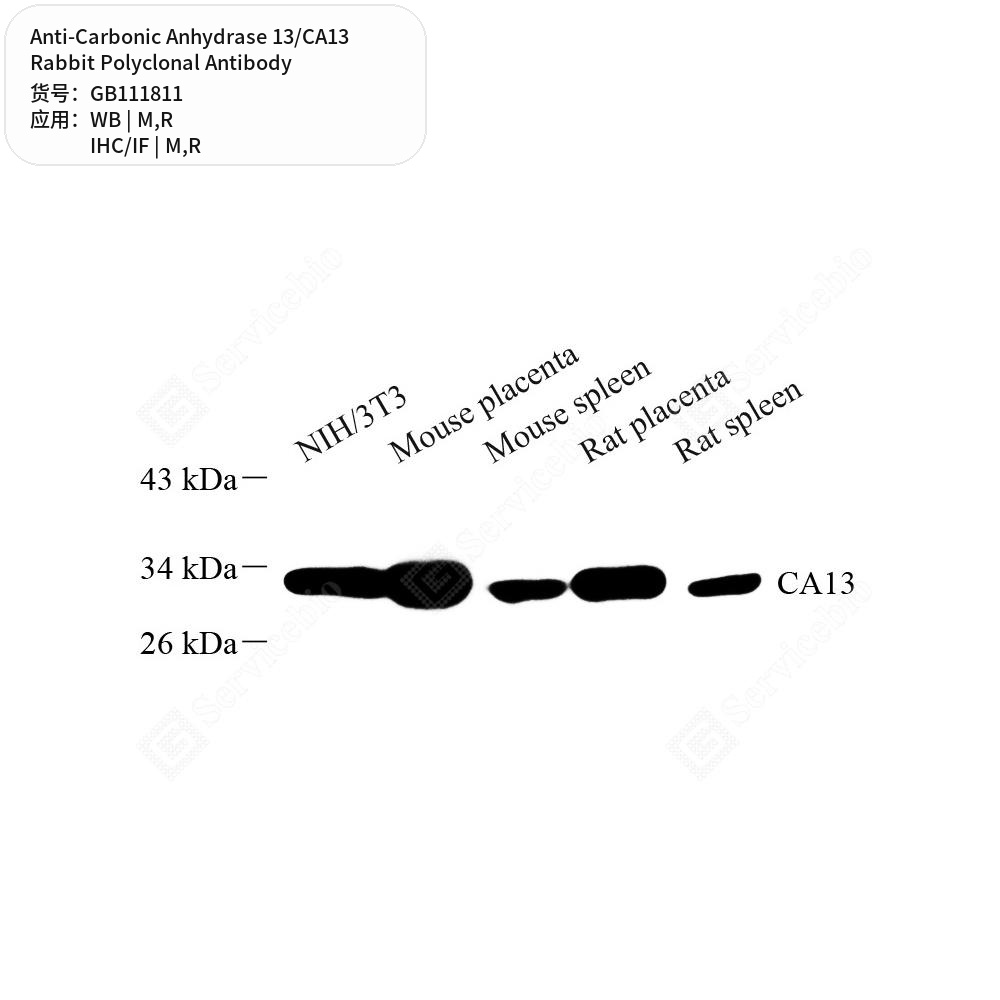 Антитела первичные, поликлональные кролика к Carbonic Anhydrase 13/CA13 крысы, мыши, 100 мкл