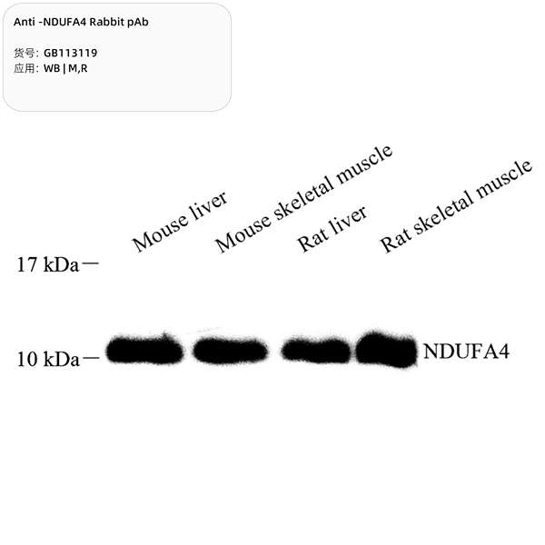 Антитела первичные, поликлональные, NDUFA4, 100 мкл