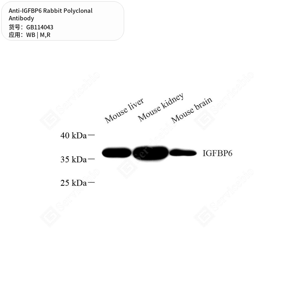 Антитела первичные, поликлональные кролика к IGFBP6 крысы, мыши, 100 мкл