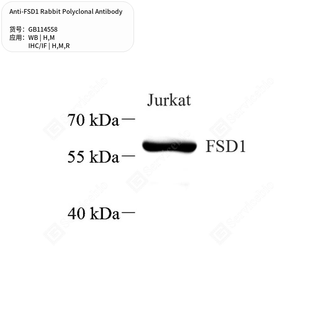 Антитела первичные, поликлональные кролика к FSD1 крысы, мыши, человека, 100 мкл