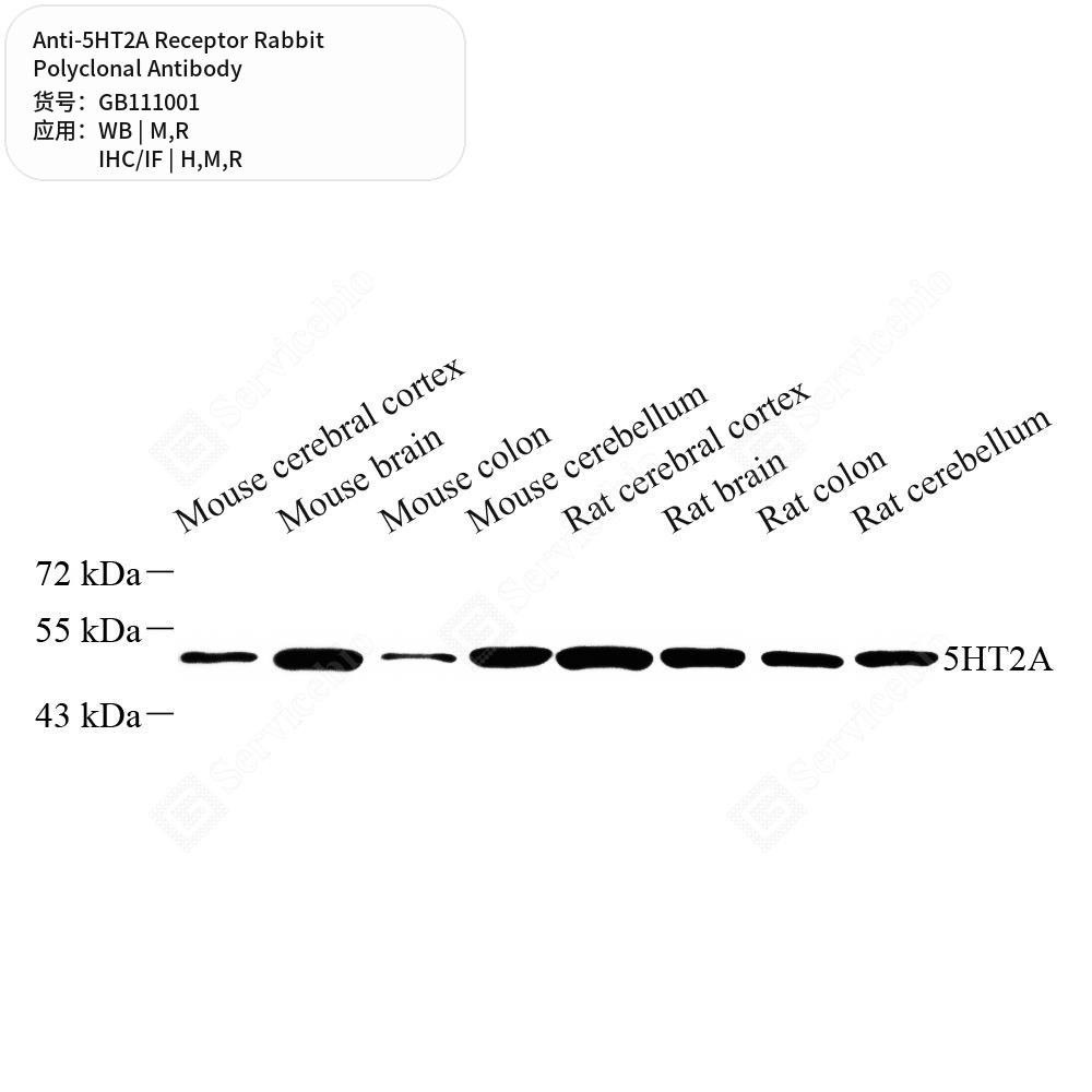Антитела первичные, поликлональные кролика к 5HT2A Receptor крысы, мыши, человека, 100 мкл