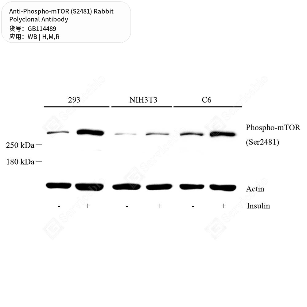 Антитела первичные, поликлональные кролика к Phospho-mTOR (S2481) крысы, мыши, человека, 50 мкл