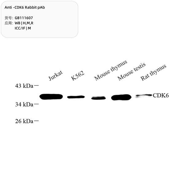 Антитела первичные, поликлональные, Cdk6, 100 мкл