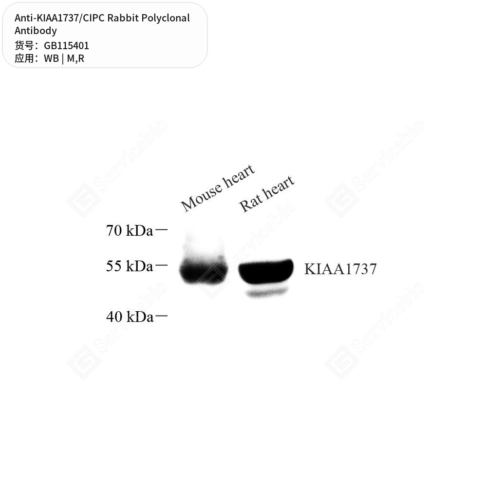 Антитела первичные, поликлональные кролика к KIAA1737/CIPC крысы, мыши, 50 мкл