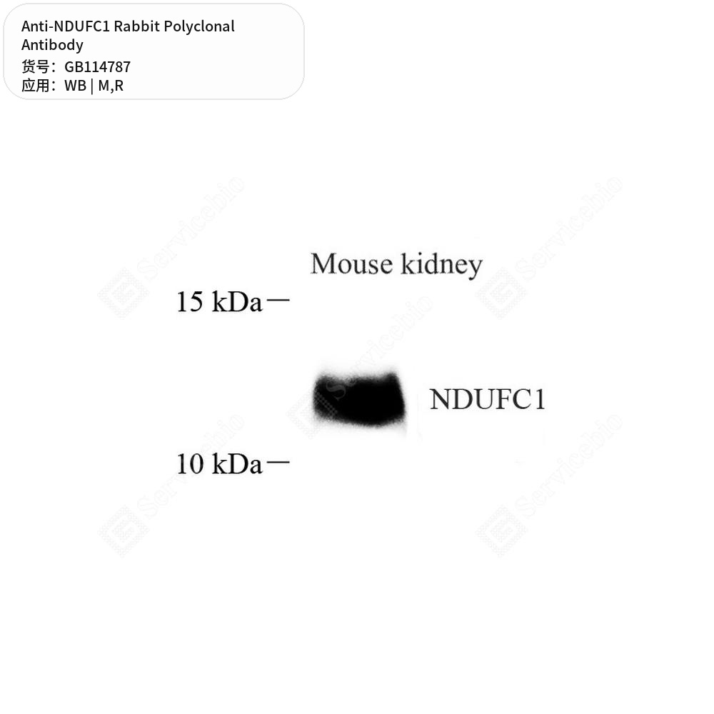 Антитела первичные, поликлональные кролика к NDUFC1 крысы, мыши, 100 мкл