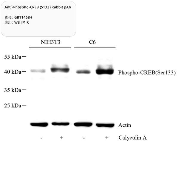 Антитела первичные, поликлональные, Phospho-CREB(S133), 100 мкл