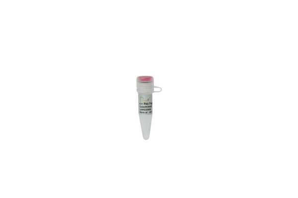 Буфер фрагментации РНК TransNGS 4х RNA Fragmentation Buffer, 12 реакций