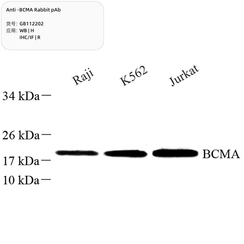 Антитела первичные, поликлональные, BCMA, 100 мкл