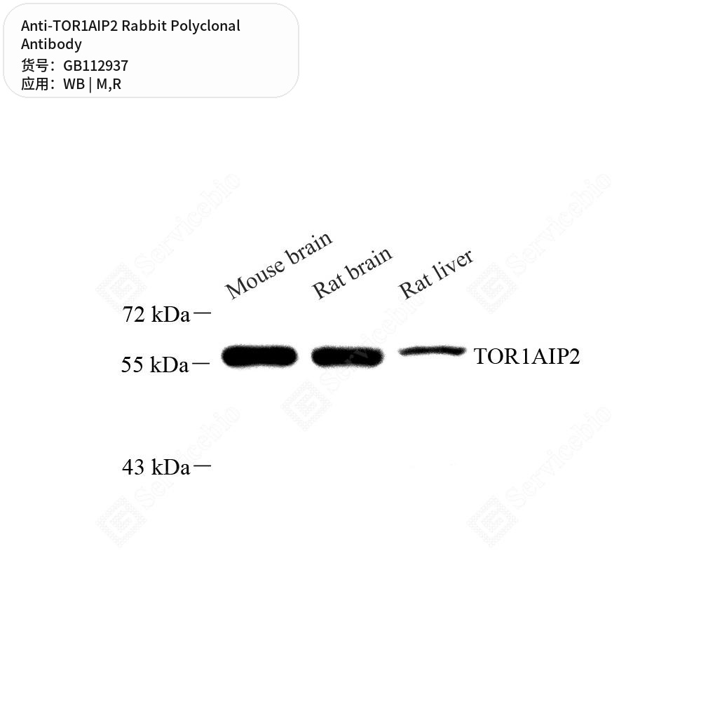 Антитела первичные, поликлональные кролика к TOR1AIP2 крысы, мыши, 100 мкл