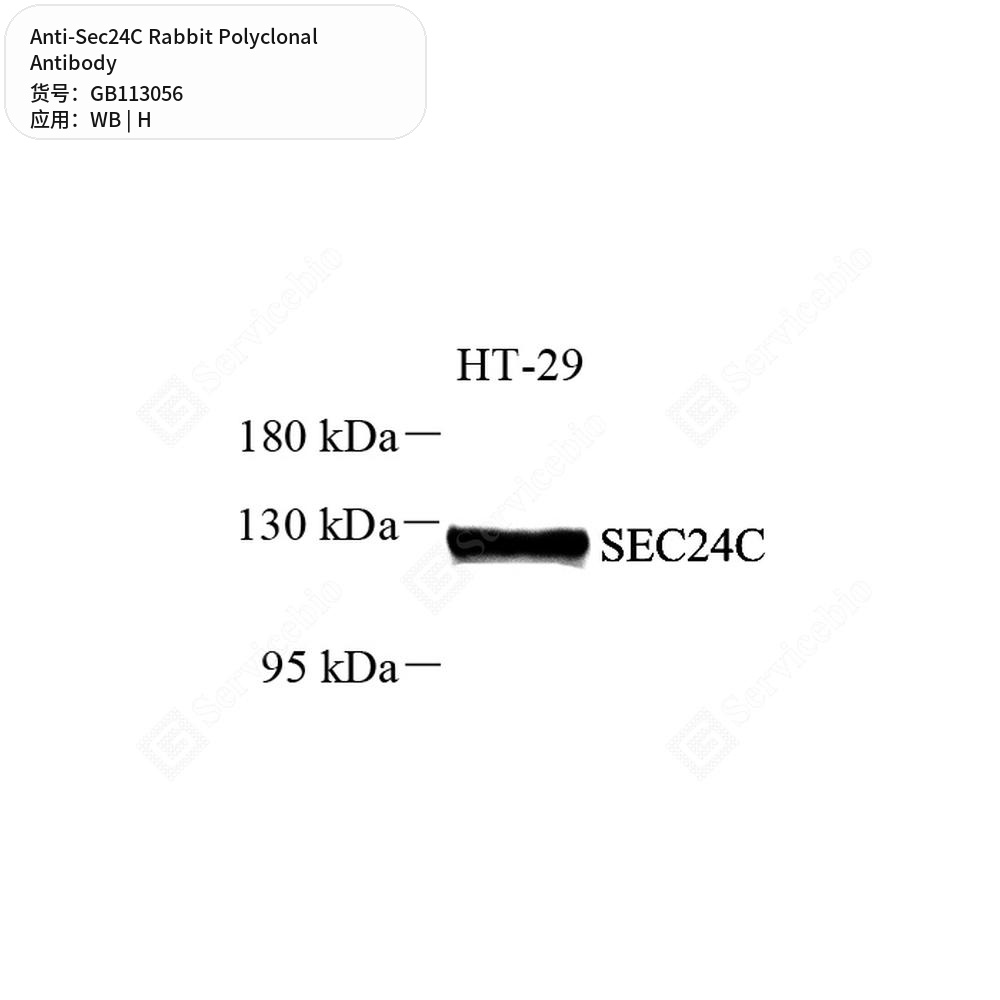 Антитела первичные, поликлональные кролика к Sec24C человека, 50 мкл