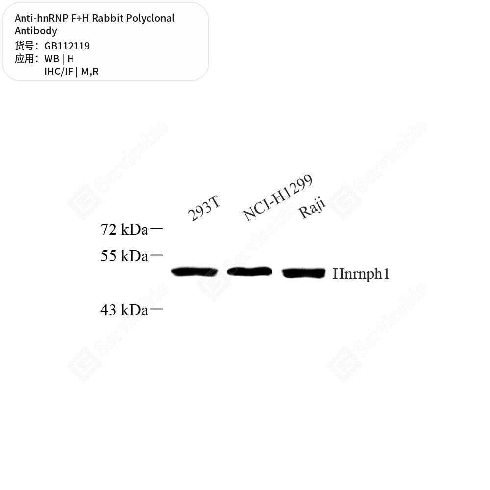 Антитела первичные, поликлональные кролика к hnRNP F+H крысы, мыши, человека, 100 мкл