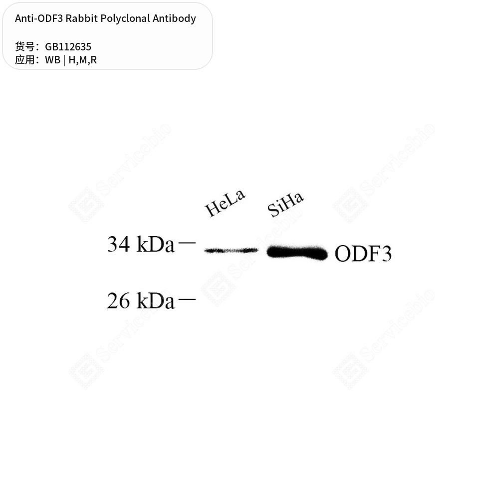 Антитела первичные, поликлональные кролика к ODF3 крысы, мыши, человека, 100 мкл