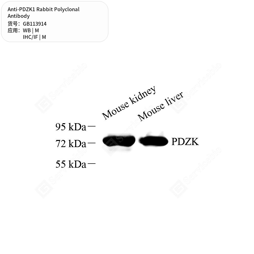 Антитела первичные, поликлональные кролика к PDZK1 мыши, 50 мкл