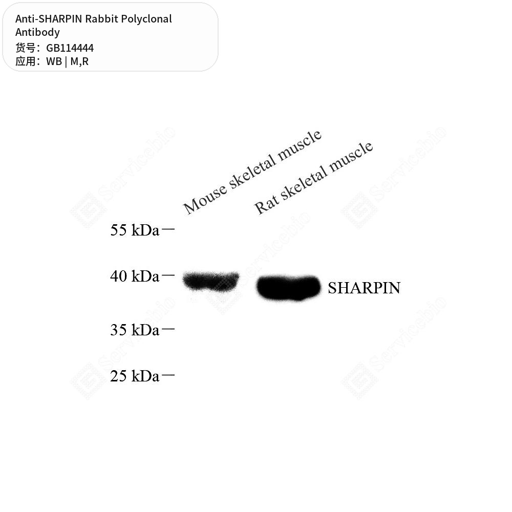Антитела первичные, поликлональные кролика к SHARPIN крысы, мыши, 50 мкл