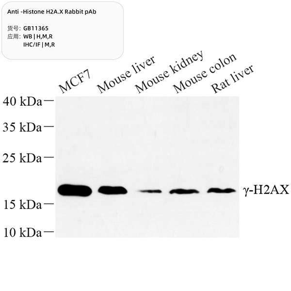 Антитела первичные, поликлональные, Histone H2A.X, 100 мкл
