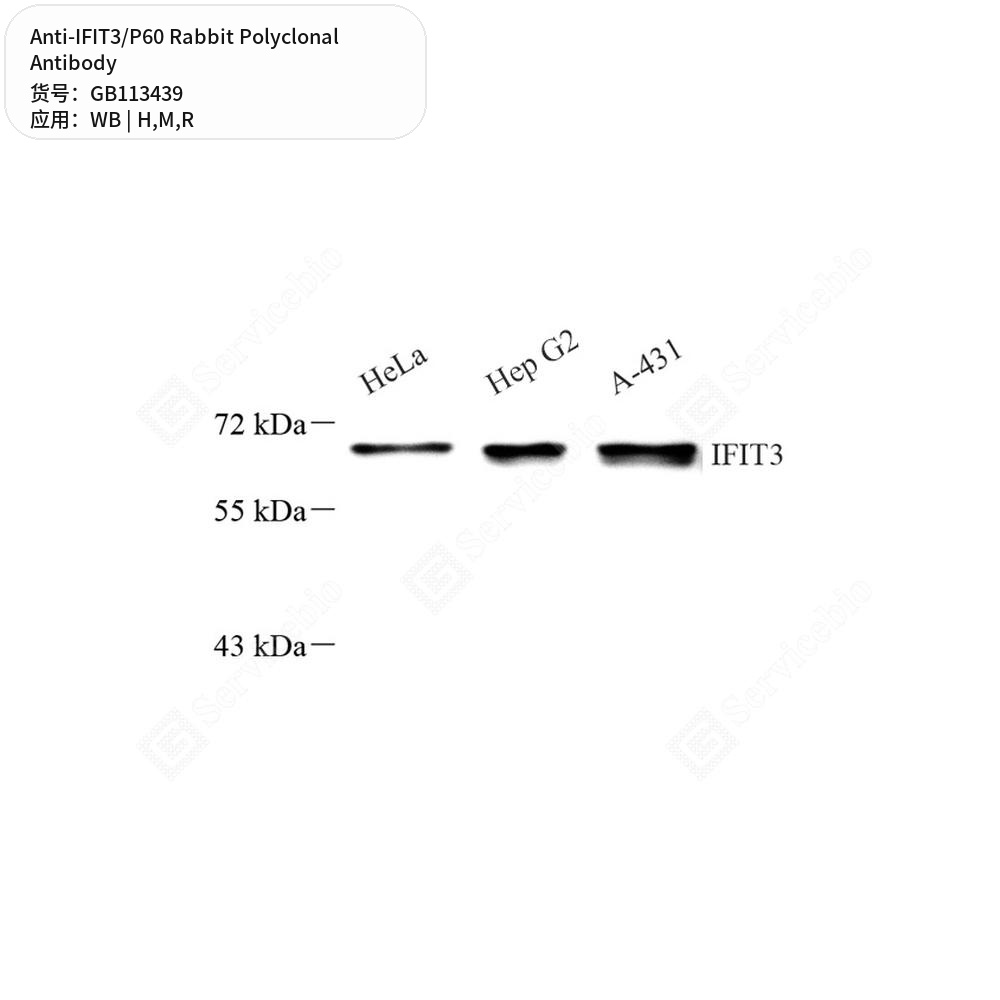 Антитела первичные, поликлональные кролика к IFIT3/P60 крысы, мыши, человека, 50 мкл