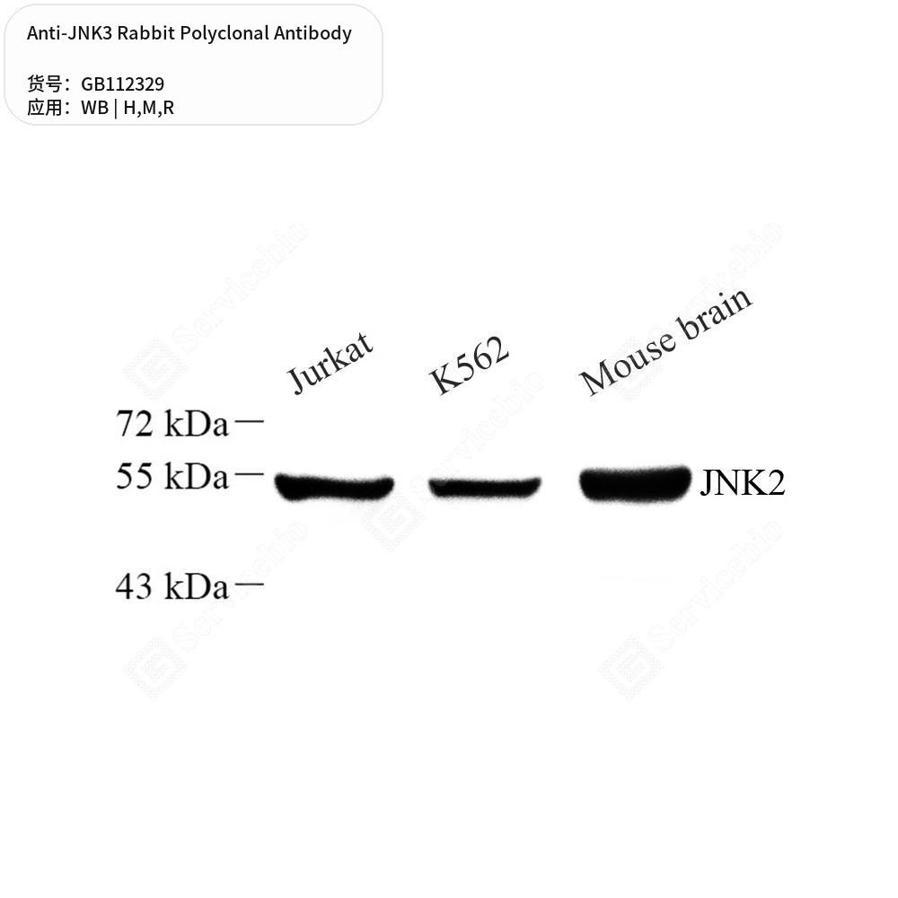 Антитела первичные, поликлональные кролика к JNK3 крысы, мыши, человека, 100 мкл
