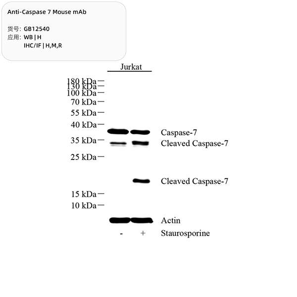 Антитела первичные, моноклональные, Caspase-7, 100 мкл