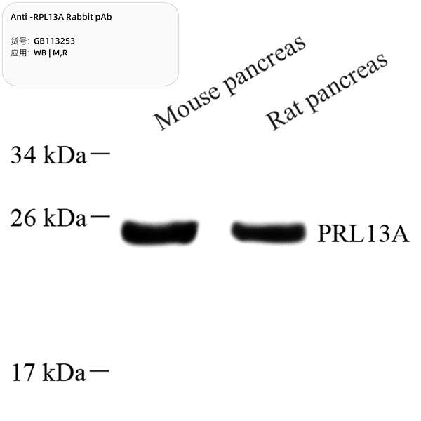 Антитела первичные, поликлональные, RPL13A, 100 мкл