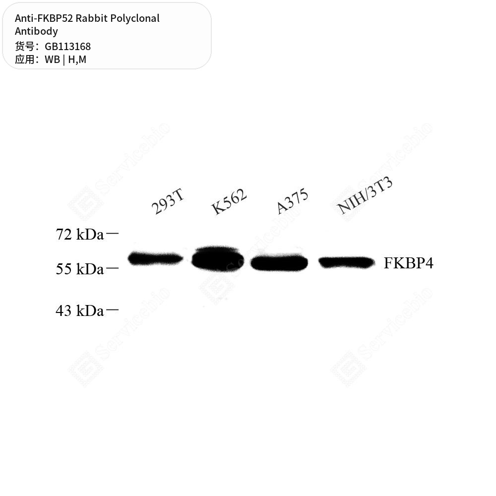 Антитела первичные, поликлональные кролика к FKBP52 мыши, человека, 50 мкл