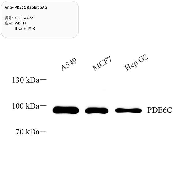 Антитела первичные, поликлональные, PDE6C, 100 мкл