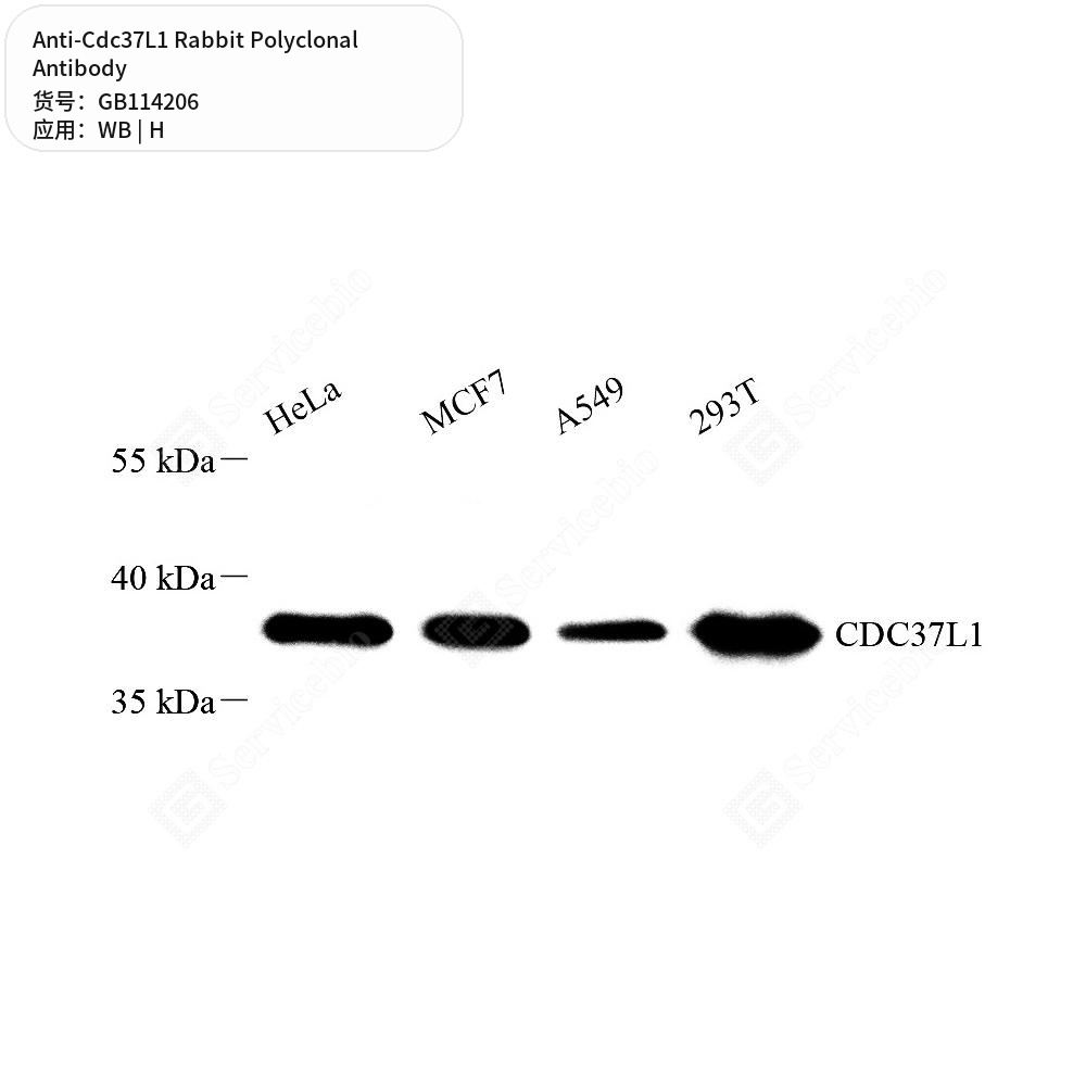 Антитела первичные, поликлональные кролика к Cdc37L1 человека, 50 мкл