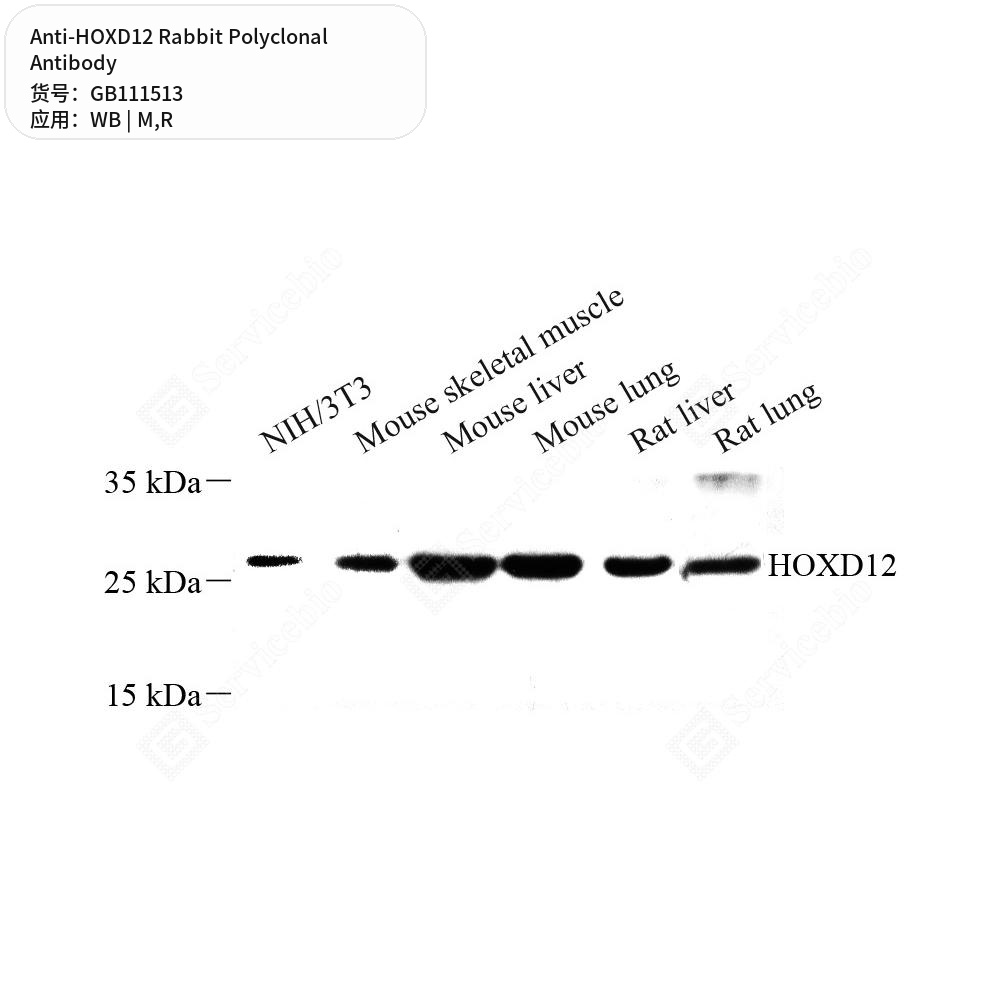 Антитела первичные, поликлональные кролика к HOXD12 крысы, мыши, 100 мкл