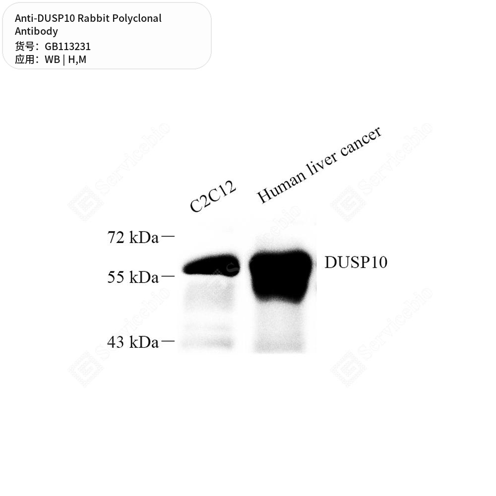 Антитела первичные, поликлональные кролика к DUSP10 мыши, человека, 50 мкл