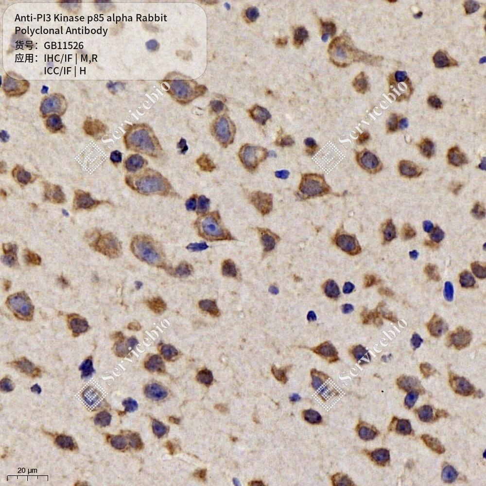 Антитела первичные, поликлональные кролика к PI3 Kinase p85 alpha крысы, мыши, человека, 100 мкл