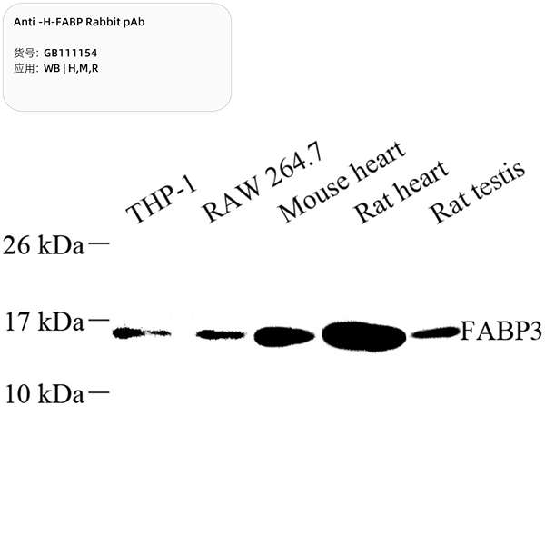 Антитела первичные, поликлональные, H-FABP, 100 мкл