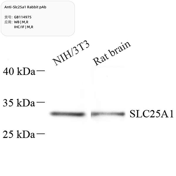 Антитела первичные, поликлональные, Slc25a1, 100 мкл