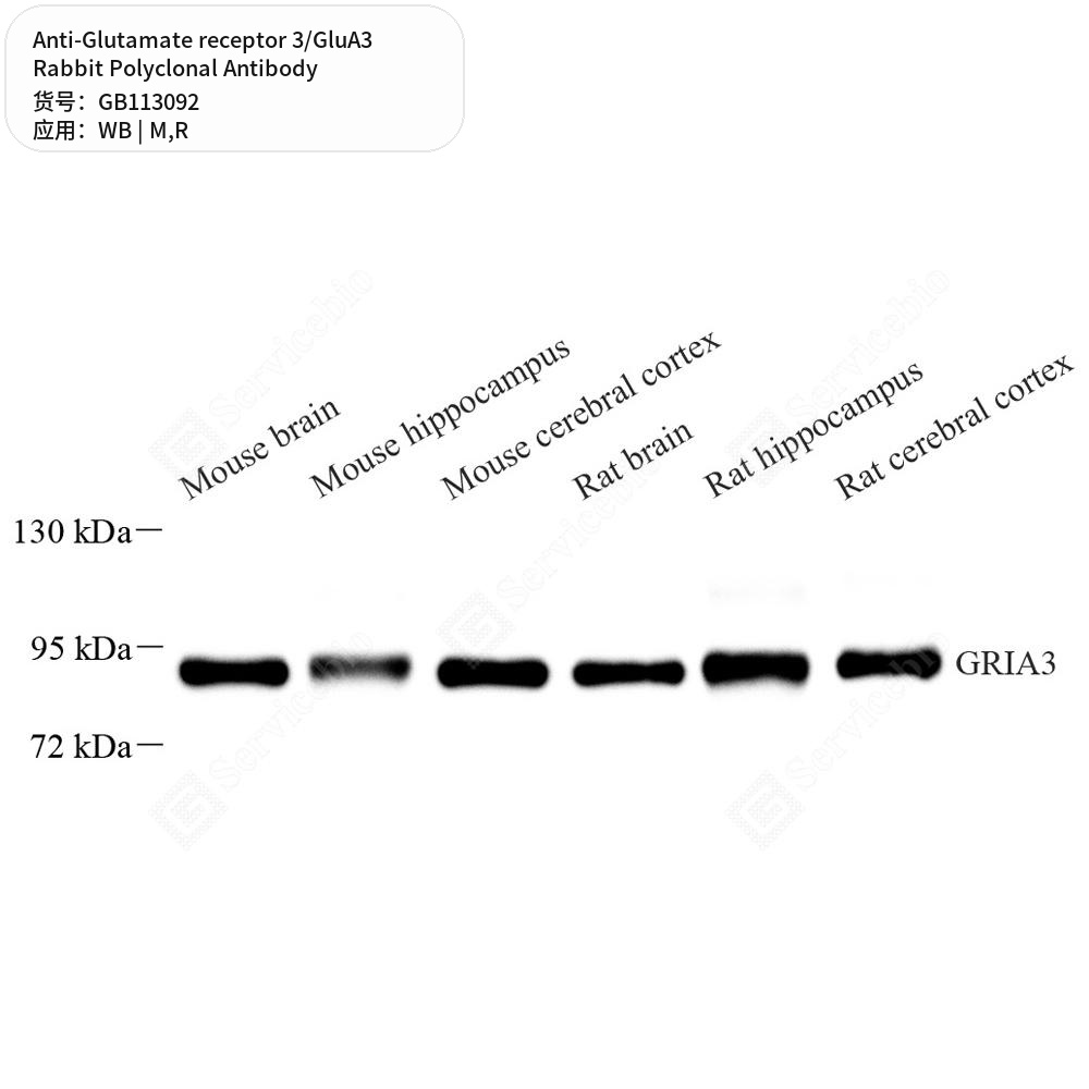 Антитела первичные, поликлональные кролика к Glutamate receptor 3/GluA3 крысы, мыши, 100 мкл