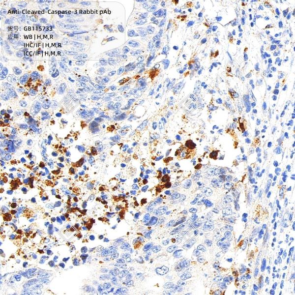 Антитела первичные, поликлональные Cleaved-Caspase-3, 100 мкл