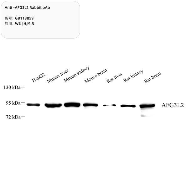 Антитела первичные, поликлональные, AFG3L2, 100 мкл