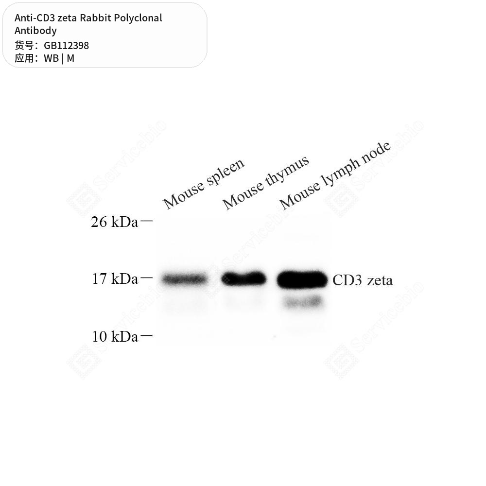 Антитела первичные, поликлональные кролика к CD3 zeta мыши, 100 мкл