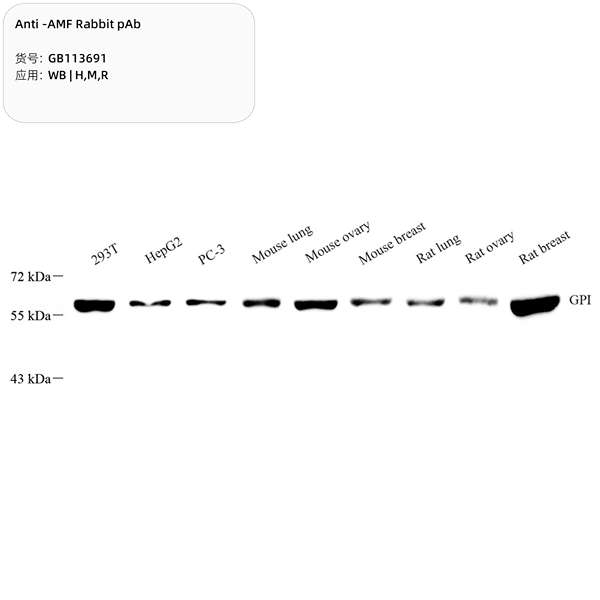Антитела первичные, поликлональные, AMF, 100 мкл
