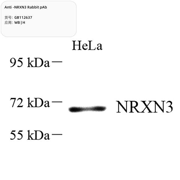 Антитела первичные, поликлональные, NRXN3, 100 мкл