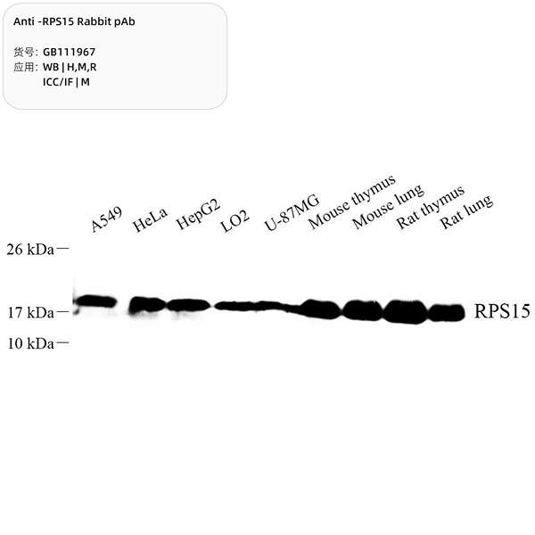Антитела первичные, поликлональные, RPS15, 100 мкл