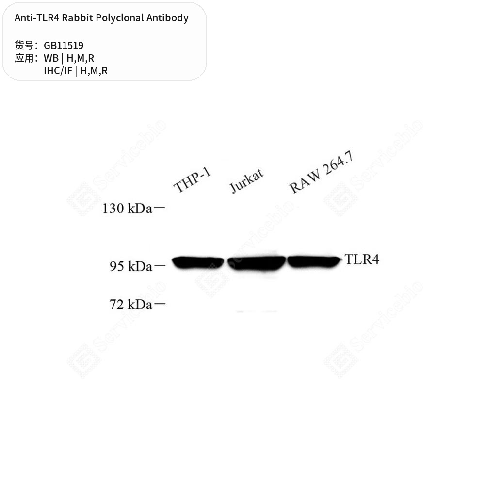 Антитела первичные, поликлональные кролика к TLR4 крысы, мыши, человека, 50 мкл