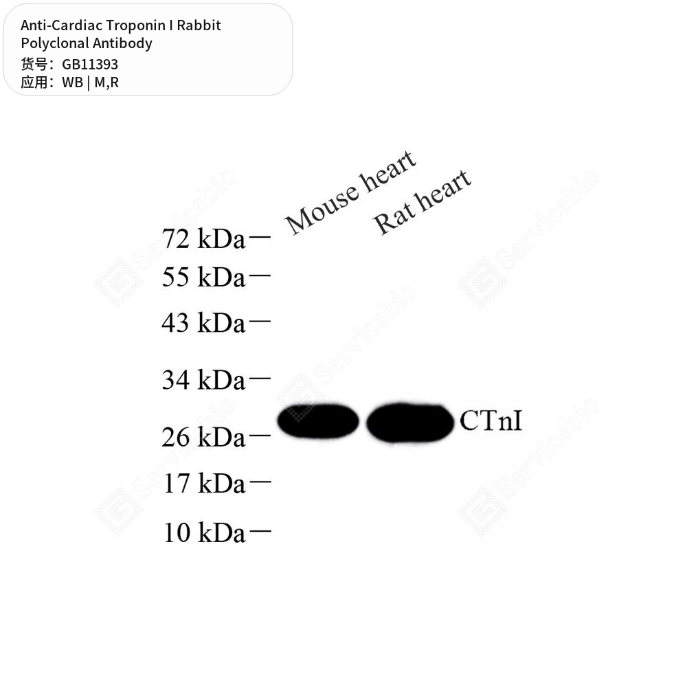 Антитела первичные, поликлональные кролика к Cardiac Troponin I крысы, мыши, 50 мкл