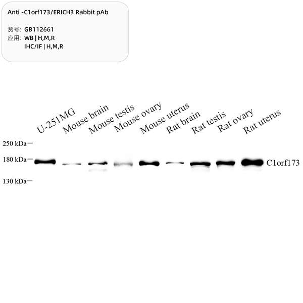 Антитела первичные, поликлональные, C1orf173/ERICH3, 100 мкл
