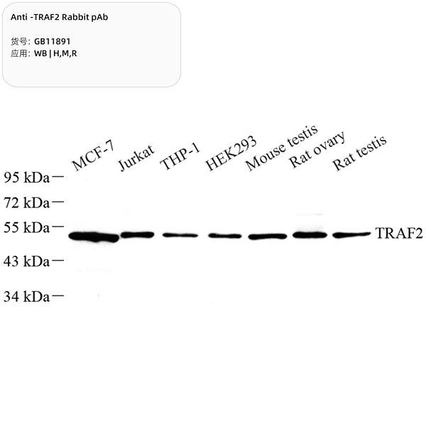 Антитела первичные, поликлональные, TRAF2, 100 мкл