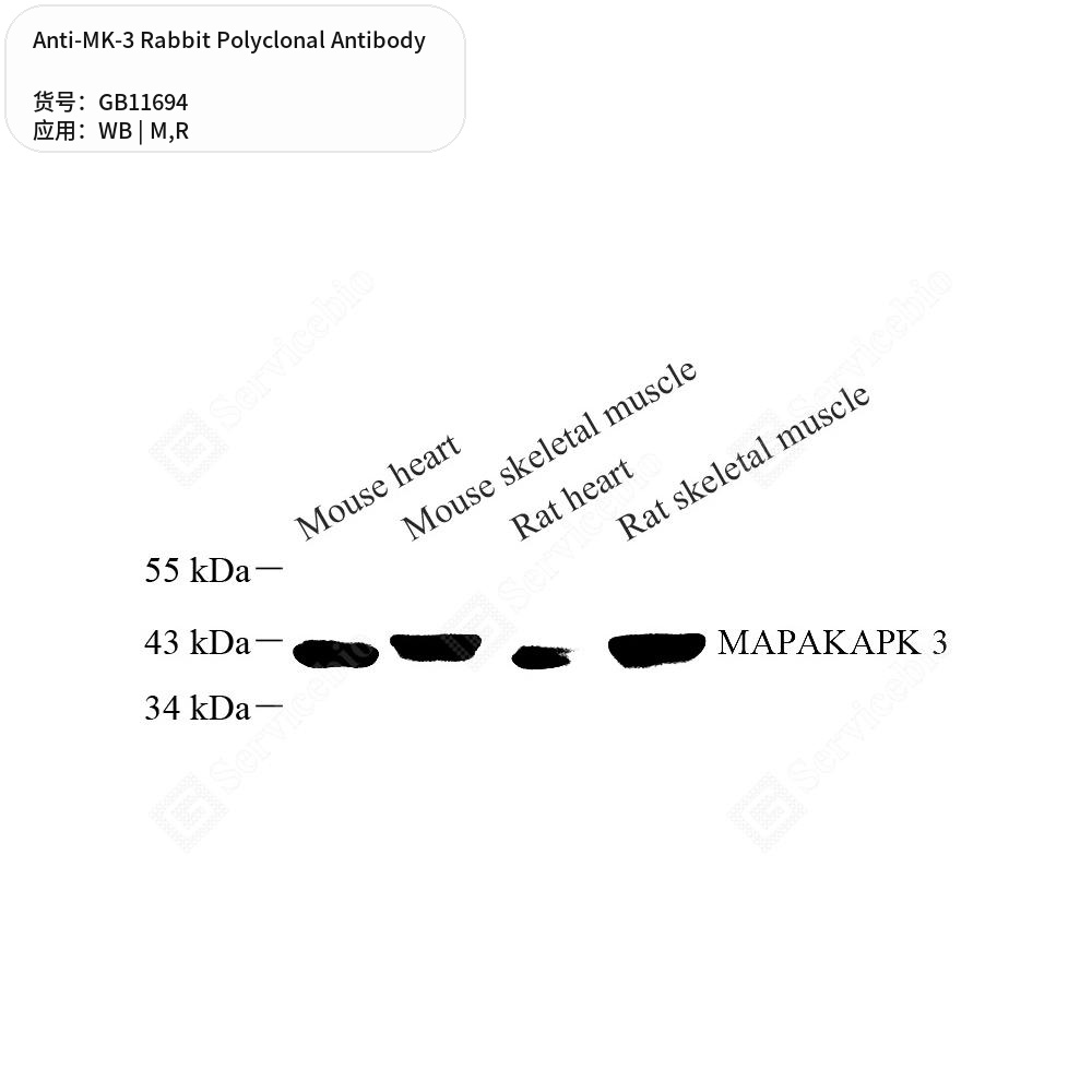 Антитела первичные, поликлональные кролика к MK-3 крысы, мыши, 50 мкл