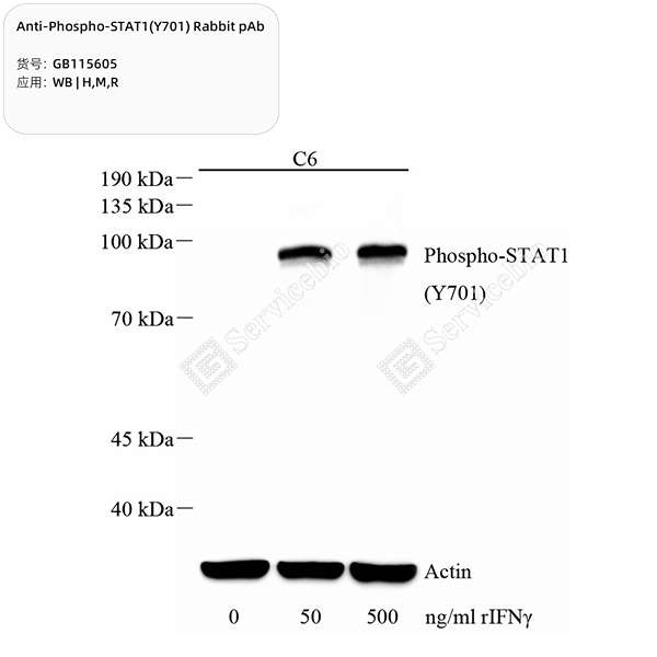 Антитела первичные, поликлональные, Phospho-STAT1(Y701), 100 мкл